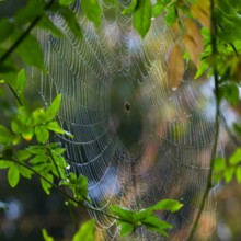 耶稣的神性特征是令人怀疑的