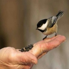El Profeta y la Misericordia con los Animales