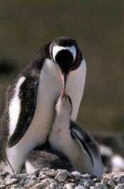 本能，科学与宗教（1/2）动物的自我牺牲