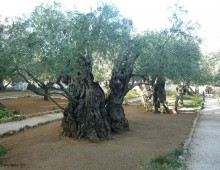 Jesus, filho de Maria (parte 4 de 5): Jesus Realmente Morreu?