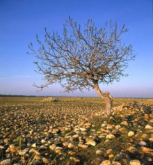 Библия отрицает божественную сущность Иисуса:  Иисус не всемогущ и не всезнающ (часть 3 из 7)