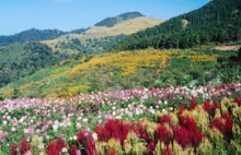 伊斯兰信仰分类简介系列 15