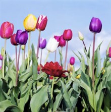 伊斯兰是妇女解放的必由之路（1/2）：伊斯兰给予妇女应有的权利