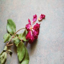 Si Maria, ang Ina ni Hesus (bahagi 2 ng 2): Ang Pagsilang ni Hesus